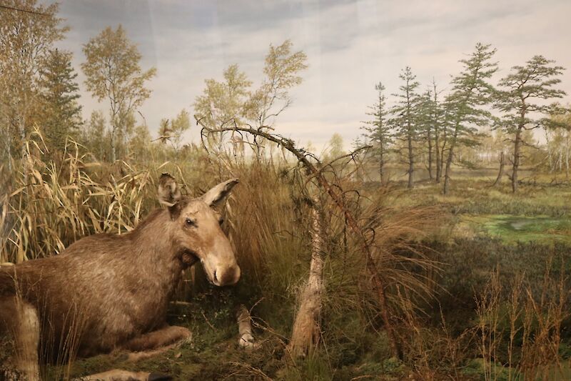 Elchkuh © Ostpreußisches Landesmuseum